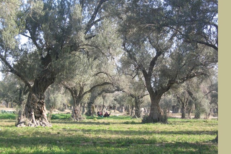 Damascus Zoo